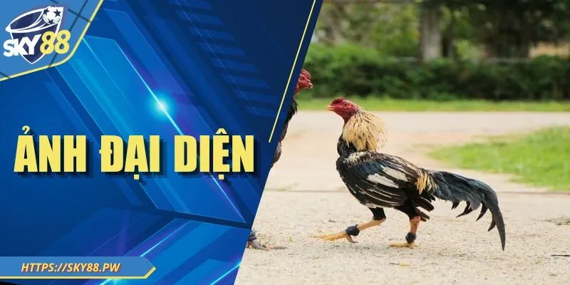 Đá Gà Đòn – Tìm Hiểu Sân Chơi Truyền Thống Đầy Cuốn Hút