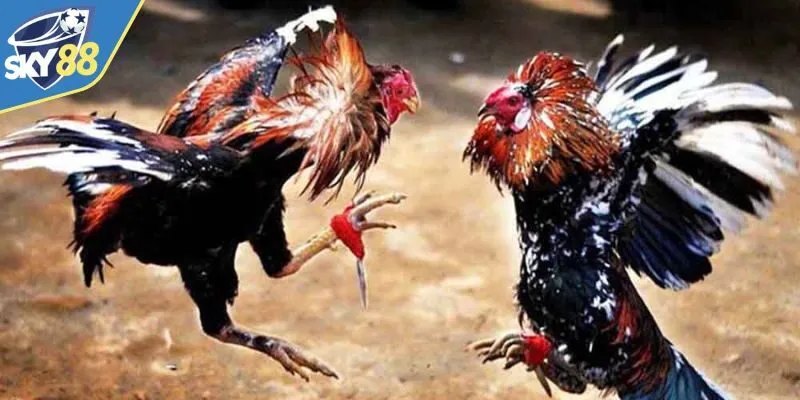 Khám phá sân chơi cựa dao cực hấp dẫn không thể rời mắt