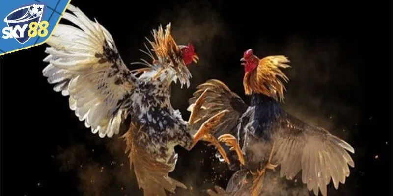 Làm rõ luật chơi và cách thức tổ chức các trận đá gà đòn