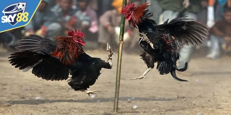 Lý do khiến sân chơi này cực hot là gì?