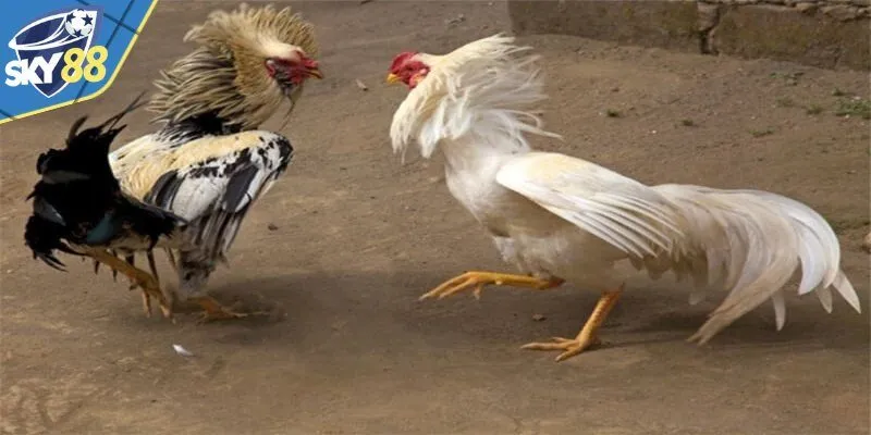 Phân tích chi tiết kỹ thuật trong bộ môn đá gà đòn